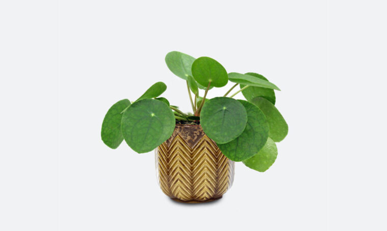 Tutto quello che c’è da sapere sulla Pilea peperomioides