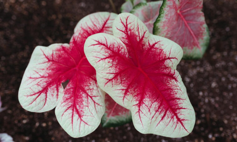 Che spettacolo i Caladium! Curali così