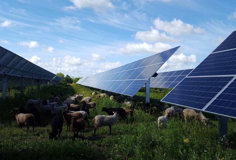 5 cose che non sapevi sui pannelli fotovoltaici