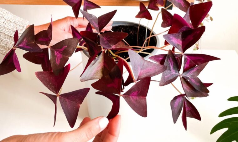Allena il tuo pollice verde: scopri l’Oxalis triangularis